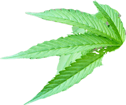 Cann Group logo